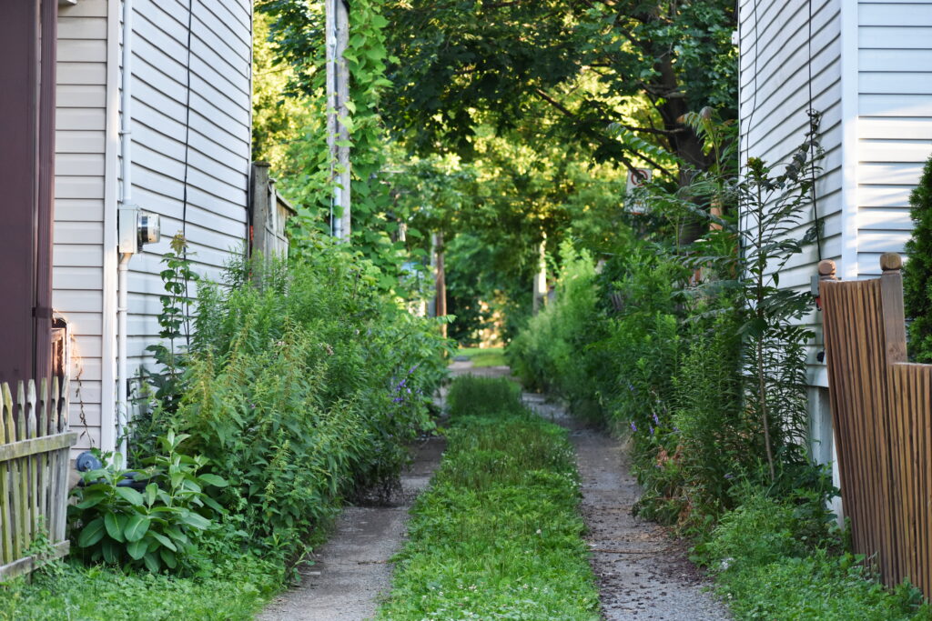 A Hamilton Ontario alleyway with overgrown vegetation on its side, and a clear vehicle pathway in the centre with low vegetation