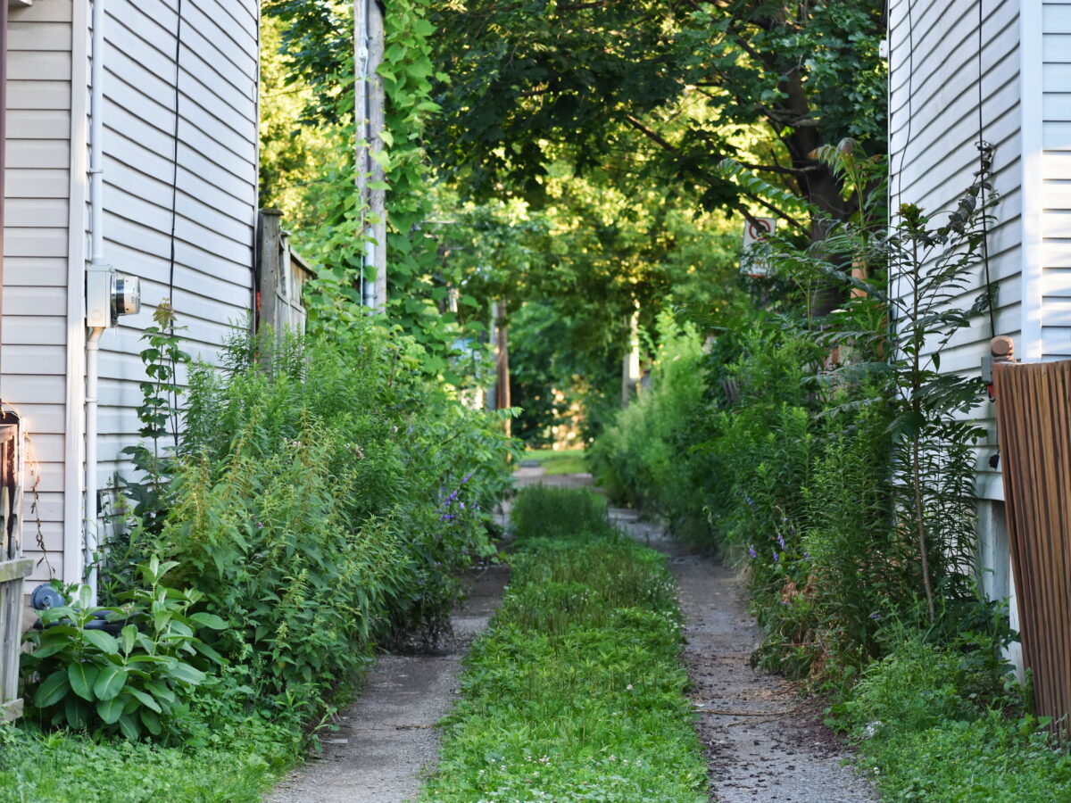 A Hamilton Ontario alleyway with overgrown vegetation on its side, and a clear vehicle pathway in the centre with low vegetation