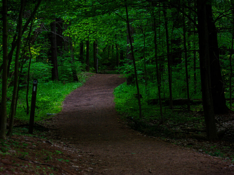 A dirt hiking trail winds into a dense, dark green forest. The trees are full of vibrant new leaves, creating a thick canopy that shades the path. A wooden trail marker is visible on the left side of the path.