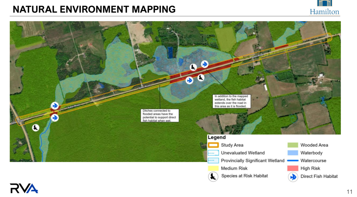 Colour-coded environmental mapping of the Safari Road study area showing ecological features and flood risk. Safari Road is highlighted in red (high risk) and yellow (medium risk) running diagonally across the map. The provincially significant wetland is outlined in light blue dashed lines, with an unevaluated wetland shown in darker blue dashes. Green areas indicate wooded zones; light blue shows waterbodies; and dark blue lines mark watercourses. White icons with species silhouettes indicate species-at-risk habitat locations (including mammals and birds) concentrated along the road corridor. Direct fish habitat areas are marked with fish icons. An inset note explains that ditches connected to flooded areas have potential to support direct fish habitat when wet. City of Hamilton graphic prepared for May 2026 environmental assessment.
