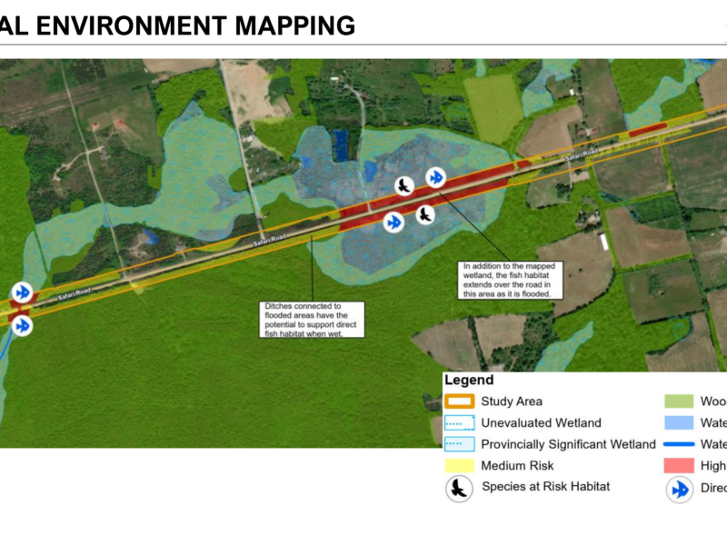Colour-coded environmental mapping of the Safari Road study area showing ecological features and flood risk. Safari Road is highlighted in red (high risk) and yellow (medium risk) running diagonally across the map. The provincially significant wetland is outlined in light blue dashed lines, with an unevaluated wetland shown in darker blue dashes. Green areas indicate wooded zones; light blue shows waterbodies; and dark blue lines mark watercourses. White icons with species silhouettes indicate species-at-risk habitat locations (including mammals and birds) concentrated along the road corridor. Direct fish habitat areas are marked with fish icons. An inset note explains that ditches connected to flooded areas have potential to support direct fish habitat when wet. City of Hamilton graphic prepared for May 2026 environmental assessment.